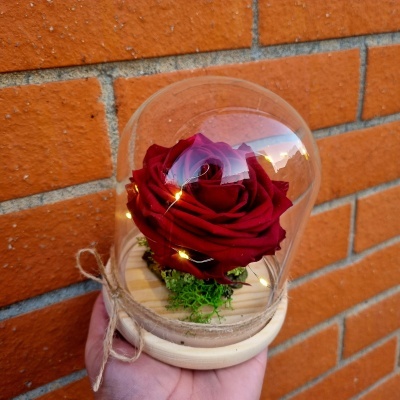 Vaso com rosa vermelha sob cúpula de vidro e base de madeira.