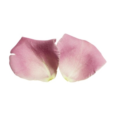 Duas pétalas de rosa cor-de-rosa com gotas de água sobre fundo branco