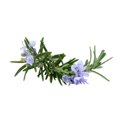 Ramo de alecrim com flores lilás claro em fundo branco