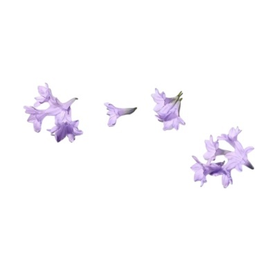 Flores lilases pequenas sobre fundo branco