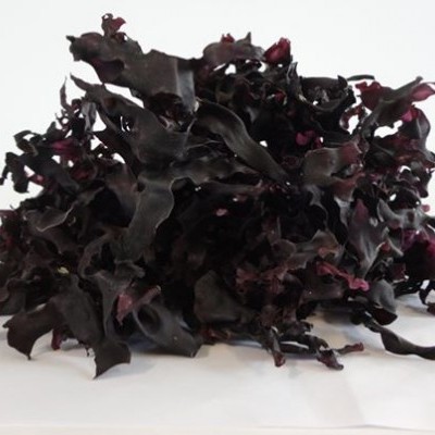 Alga marinha seca roxa escura a preta sobre superfície branca