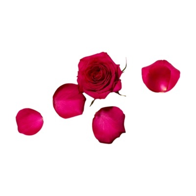 Rosa vermelha com cinco pétalas soltas em fundo branco