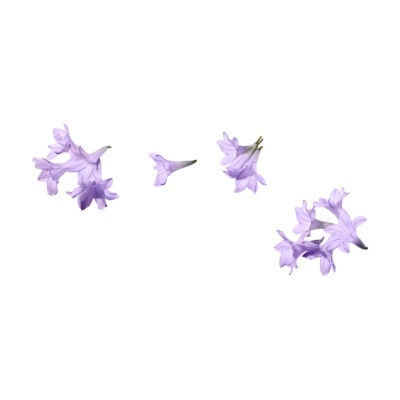 Flores lilases isoladas em fundo branco