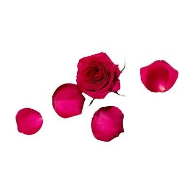 Rosa vermelha e pétalas soltas em fundo branco.