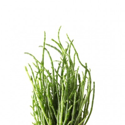 Planta suculenta verde com ramos finos e longos