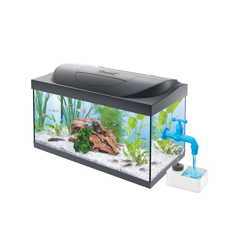 Aquário com peixes, plantas, pedra decorativa e torneira azul de água