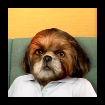 Cão castanho e branco com camisa branca sentado num sofá verde