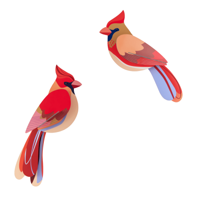 Ilustração de dois pássaros coloridos vermelhos e azuis sobre fundo transparente