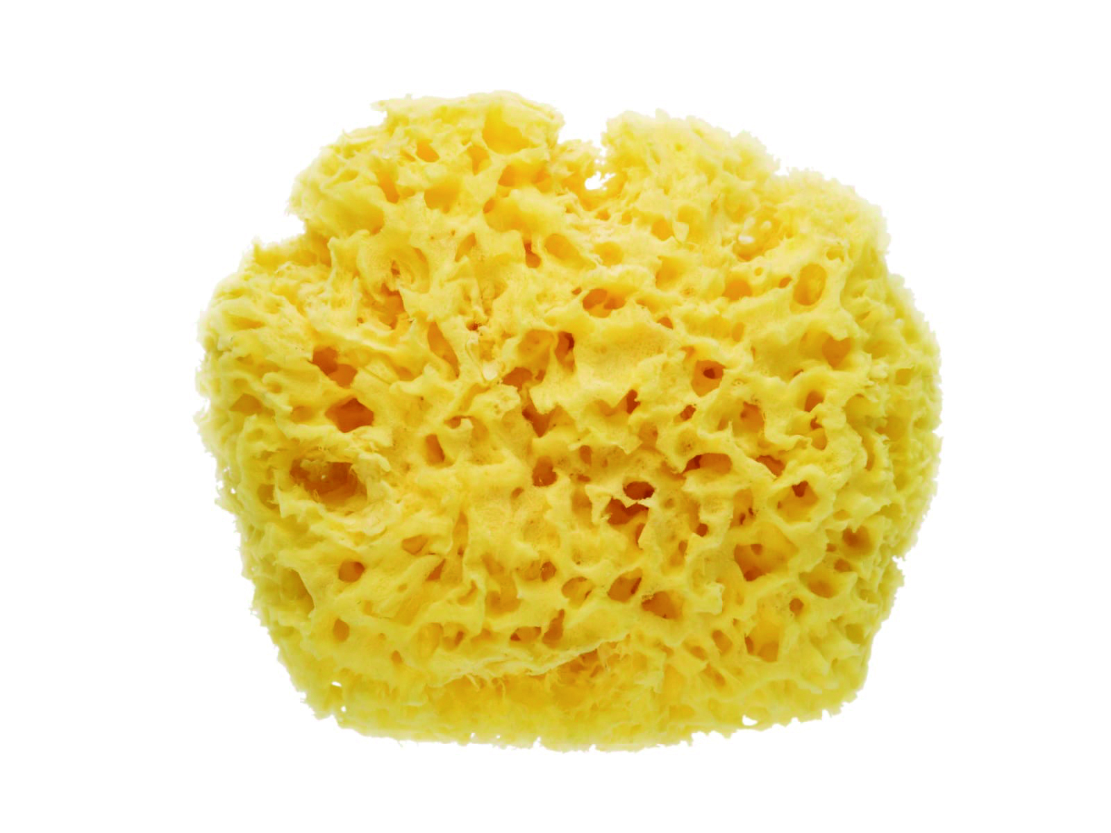 Esponja natural porosa amarela em fundo branco