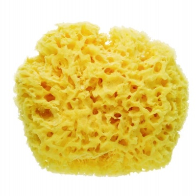 Esponja natural porosa amarela em fundo branco