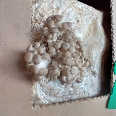 Cogumelos brancos a crescer em substância branca dentro de caixa de cartão