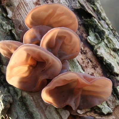 Cogumelos castanhos ondulados em casca de árvore com musgo