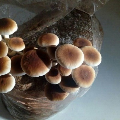 Cogumelos castanhos a crescer em bloco plástico com substrato