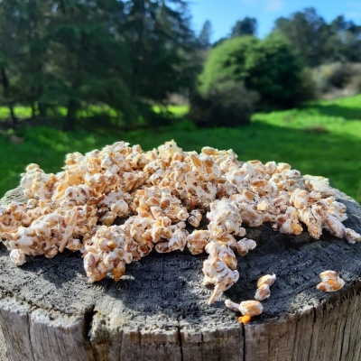 Pipocas sobre tronco de madeira com natureza ao fundo