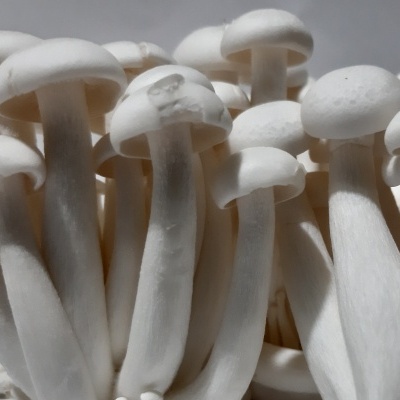 Cogumelos brancos frescos em grupo num fundo cinzento