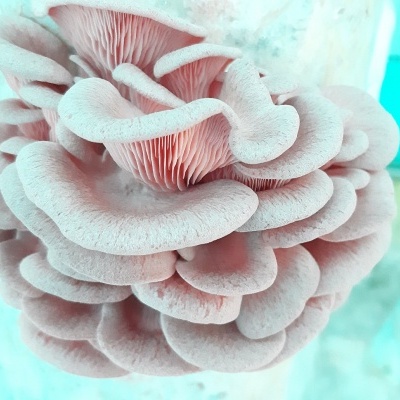 Cogumelos de ostra cor-de-rosa cultivados em sacos transparentes