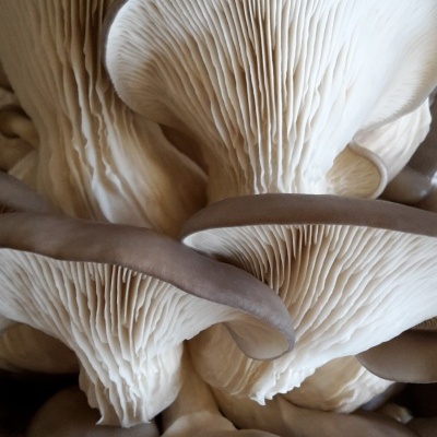 Cogumelos ostra frescos com pregas brancas e chapéus castanho claros