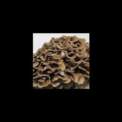 Cogumelos marrons agrupados numa massa densa sobre fundo branco