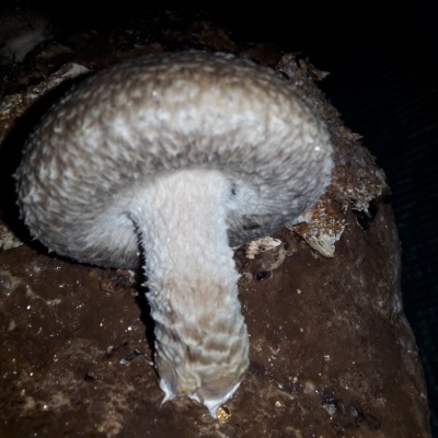 Cogumelo shiitake castanho claro com textura rugosa