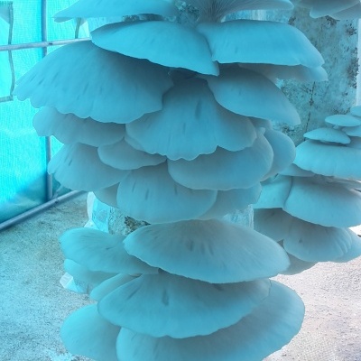 Cogumelos brancos frescos num ambiente fechado com paredes azuis e chão claro