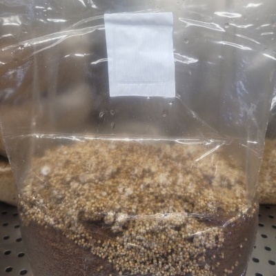 Saco plástico transparente com substrato e esferas brancas para cultivo