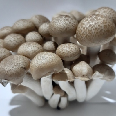 Cogumelos com chapéus castanho-claros com textura pontilhada e caules brancos