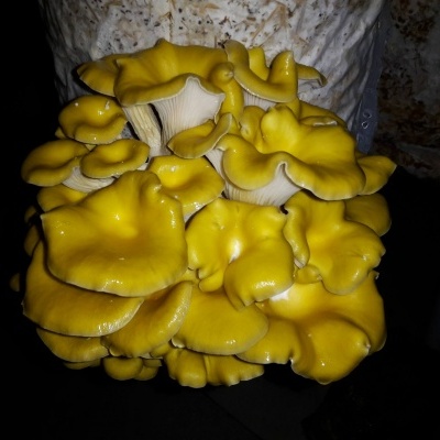 Cogumelos amarelos brilhantes agrupados em suporte branco