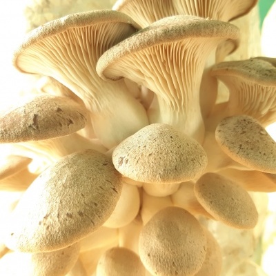 Cogumelos frescos com chapéus bege claro agrupados