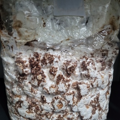 Saco plástico com substrato branco e castanho para cultivo de cogumelos.