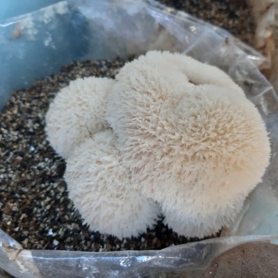 Cogumelos brancos peludos em saco plástico com substrato escuro