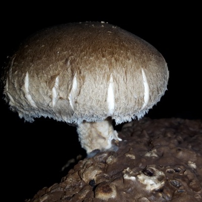 Cogumelo castanho claro com bordas brancas em franja sobre substrato castanho escuro