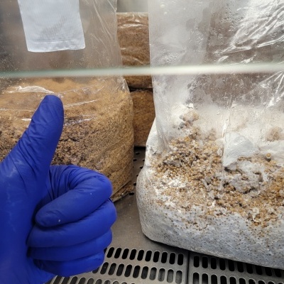 Sacos transparentes com substrato granular castanho e micélio branco, mão com luva azul em sinal de positivo