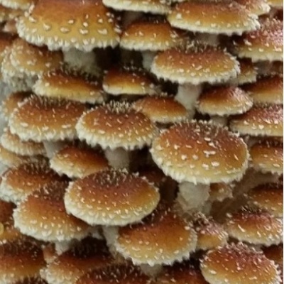 Cogumelos marrons com manchas brancas agrupados densamente