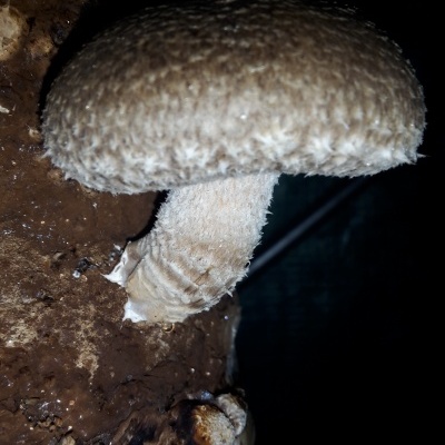 Cogumelo castanho texturizado a crescer num substrato escuro