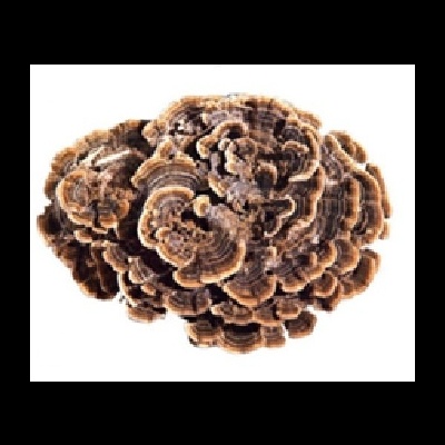 Cogumelo castanho com camada concêntrica e textura enrugada