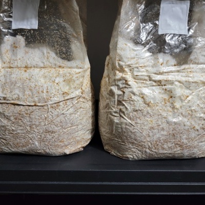 Dois sacos plásticos transparentes com substrato branco e castanho sobre prateleira preta.