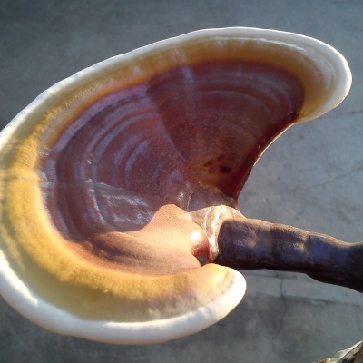 Cogumelo Ganoderma lucidum com cores castanho, amarelo e branco sobre tronco escuro