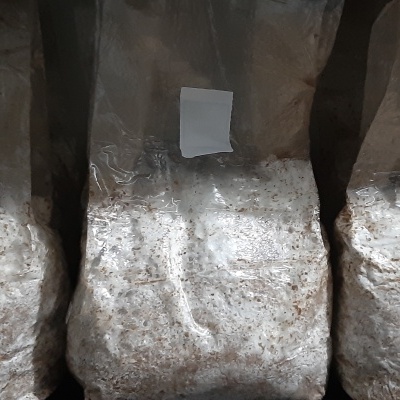 Três sacos plásticos com substrato branco e manchas castanhas com etiquetas brancas