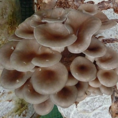 Cogumelos castanhos agrupados em cachos sobre fundo branco