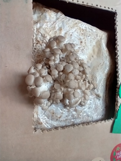 Cogumelos brancos a crescer em substância branca dentro de caixa de cartão