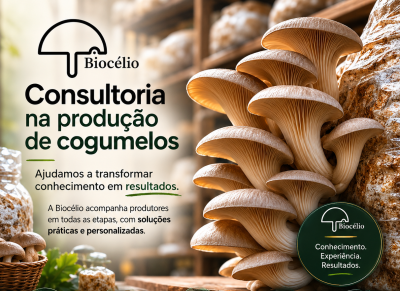 Cogumelos tipo ostra em sacos de cultivo com texto informativo da Biocélio em português sobre consultoria na produção de cogumelos