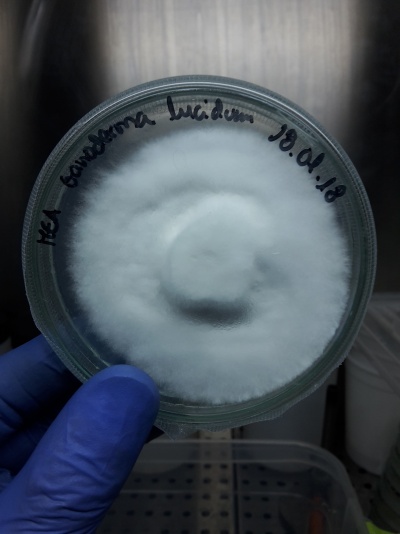 Objeto redondo de vidro com textura fibrosa branca e etiqueta manuscrita na borda.