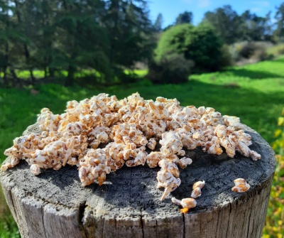 Pipocas sobre tronco de madeira com natureza ao fundo