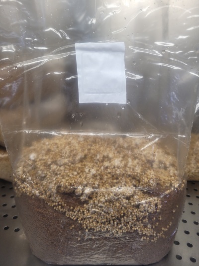 Saco plástico transparente com substrato e esferas brancas para cultivo