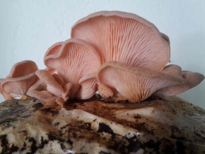 Cogumelos cor-de-rosa crescendo sobre um substrato escuro e úmido