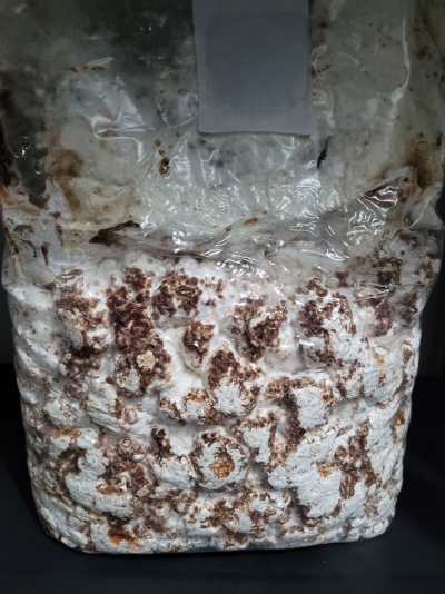 Saco plástico com substrato branco e castanho para cultivo de cogumelos.