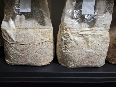 Dois sacos plásticos transparentes com substrato branco e castanho sobre prateleira preta.