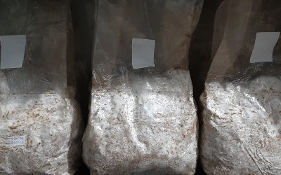 Três sacos plásticos com substrato branco e manchas castanhas com etiquetas brancas