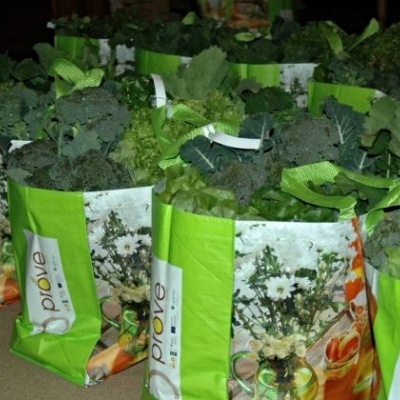 Sacos verdes e brancos com produtos hortícolas frescos em fila