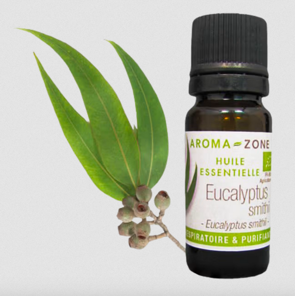 Óleo Essencial de Eucalipto Frasco de óleo essencial de Eucalyptus smithii com folhas e bagas.